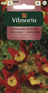 Sasanka dzwonkowata czerwona  0,2g (Anemone pulsatilla) nasiona 