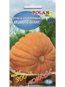 Dynia olbrzymia Atlantic Giant 3g (nasiona)