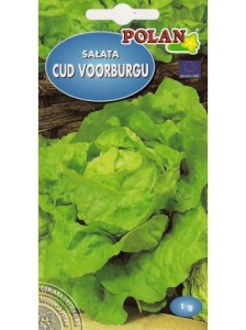 Sałata Cud Voorburgu 1g (nasiona)