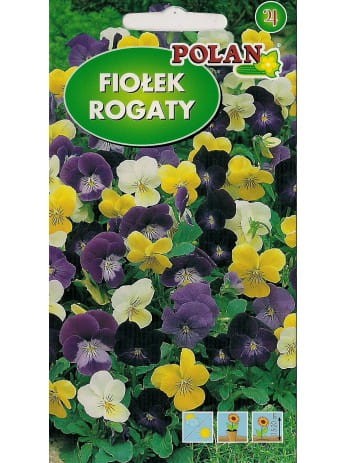 fiolek-rogaty-bambini.jpg