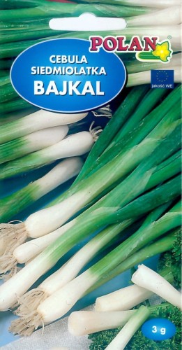 cebula-siedmiolatka-bajkal-3-g.jpg