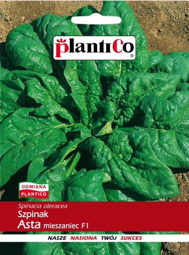 szpinak asta.jpg