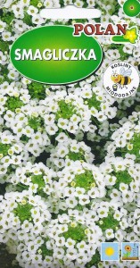 Smagliczka nadmorska 2g biała (lobularia maritima procumbens) nasiona  