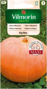 Dynia Big Max 3g nasion