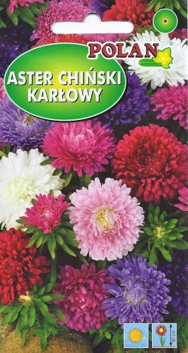 aster chiński karłowy mieszanka kolorów 1g nasion Polan agromarket24.pl