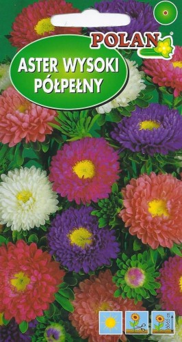 aster półpe.jpg