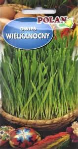 Owies wielkanocny 20g  mikrolistki  (Avena sativa)nasiona 