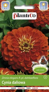 Cynia daliowa cynobrowa 1g (Zinnia elegans fl.pl dahliaeflora) nasiona  