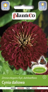 Cynia daliowa Burgund 1g (Zinnia elegans fl.pl dahliaeflora) nasiona  