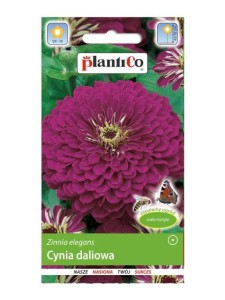 Cynia daliowa fioletowa Purple Prince 1g (Zinnia elegans fl.p dahliaeflora) nasiona   