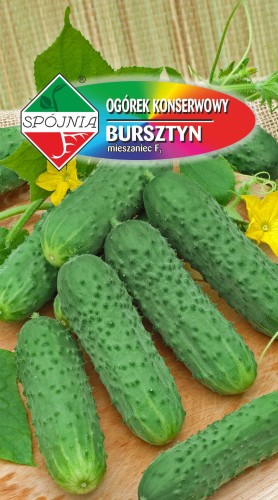 ogórek szklarniowy Bursztyn F1 Spójnia.jpg