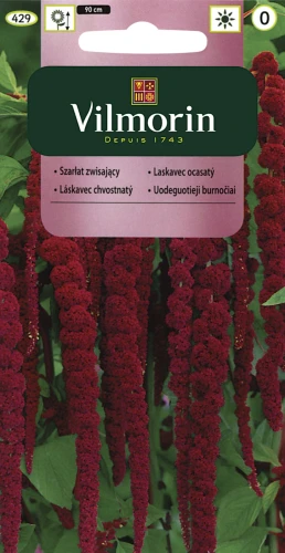 Szarłat zwisający (Amaranthus caudatus) 2g nasion