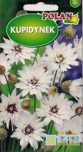 Kupidynek 0,1g biały (Catananche caerulea) nasiona  