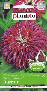 Cynia daliowa Burnus 1g (Zinnia elegans fl.pl dahliaeflora) nasiona   