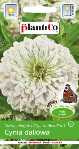 Cynia daliowa Polar Bear/Purity 1g (Zinnia elegans fl.pl dahliaeflora) nasiona  