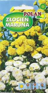 Złocień Maruna Goldball złoto-żółty 0,1g nasion  (Chrysanthemum parthenium)