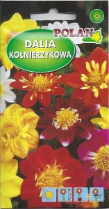 Dalia kołnierzykowa Colloratte Dandy mix 2g (Dahlia variabilis) nasiona