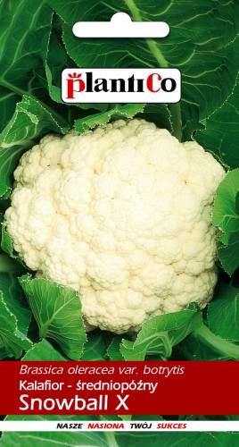 kalafior snowball pco.jpg