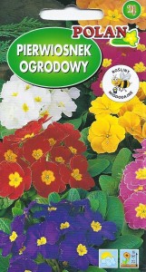 Pierwiosnek ogrodowy mix 0,5g (Primula veris eleatior ) nasiona  