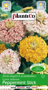 Cynia daliowa Peppermint Stick 1g (Zinnia elegans fl.pl dahliaeflora) nasiona    