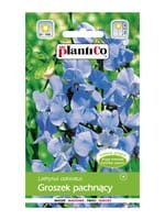 Groszek pachnący 2g jasnoniebieski (nasiona) 