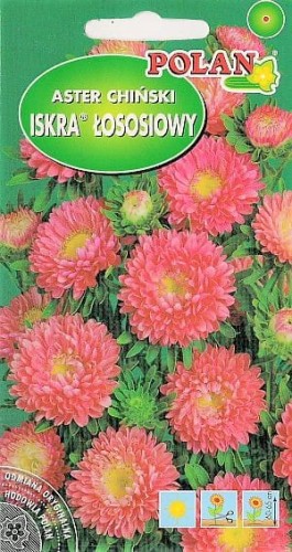aster iskra.jpg