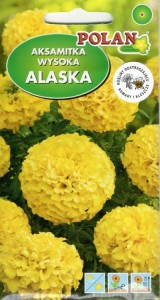 Aksamitka wzniesiona wysoka Alaska  2g nasiona (tagetes erecta ) odstrasza komary i kleszcze 