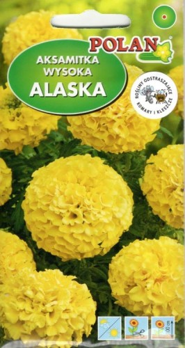 aksamitka alaska.jpg