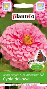 Cynia daliowa różowa Illumination 1g (Zinnia elegans fl.pl dahliaeflora) nasiona  