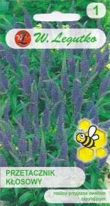 Przetacznik kłosowy niebieski 0,1g (Veronica spicata) nasiona 