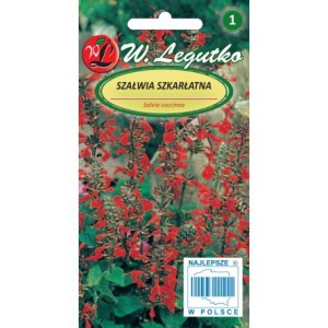 Szałwia szkarłatna czerwona 0,2g (Salvia coccinea) nasiona
