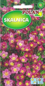 Skalnica Arendsa 0.1g  (Saxifraga x arendsii) nasiona 