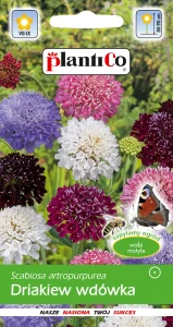 Driakiew wdówka 0,5g  (Scabiosa atropurpurea) nasiona