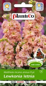 Lewkonia Excelsior 100% Bara 0,5g cielista (Matthiola incana annua fl.pl.) nasiona  