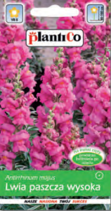 Lwia paszcza wysoka różowa Temple/Rosa Morgenlight (Antirrhinum majus) 0,5g nasion 