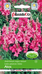 Lwia paszcza niska  Atos 0,5g (Antirrhinum majus nanum) nasiona   