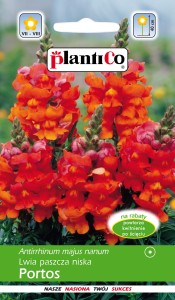 Lwia paszcza niska  Portos 0,5g (Antirrhinum majus nanum) nasiona   