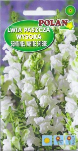 Lwia paszcza wysoka Sentinel /White Spire biała 0,5g (Antirrhinum majus maximus ) nasiona  