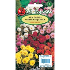 Dalia zmienna o liściach brązowych,półpełna karłowa Diablo mix 1g (Dahlia variabilis) nasiona