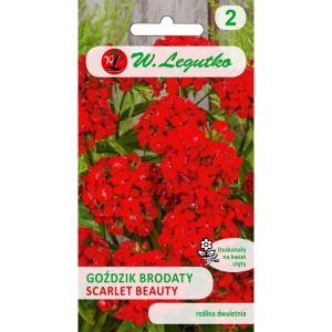 Goździk brodaty /kamienny szkarłatno-czerwony Scarlet Beauty  0,5g (Dianthus barbatus) nasiona 