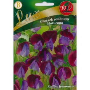 Groszek pachnący Matucana 5g (Lathyrus odoratus) nasiona serii Lux