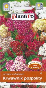 Krwawnik pospolity mix kolorów 0,3g (Achilllea millefolium) nasiona 