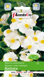 Begonia stale kwitnąca Barbara 0,1g biała,zielonolistna (Begonia semperflorens) nasiona