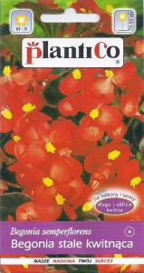 Begonia stale kwitnąca czerwona Indianerin 0,1g ,czerwonolistna (Begonia semperflorens) nasiona 