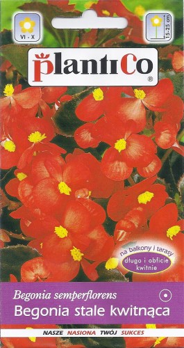 begonia indianerin.jpg