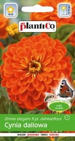 Cynia daliowa Orange King 1g (Zinnia elegans fl.pl dahliaeflora) nasiona    