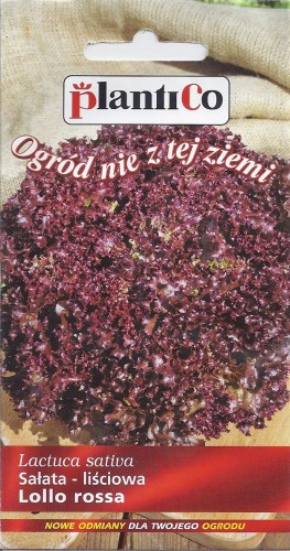 sałatalollo rossa.jpg