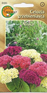 Celozja grzebieniasta niska mix 0,3g (Celosia argentea cristata nana)  nasiona