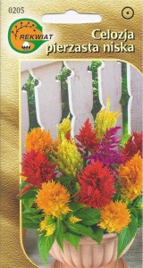 Celozja pierzasta karłowa mix 0,3g nasiona (Celosia argentea plumosa nana)