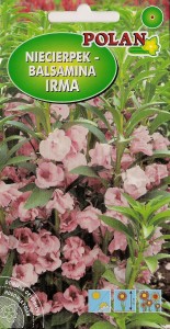 Niecierpek balsamina Irma 2g (Impatiens balsamina) nasiona 